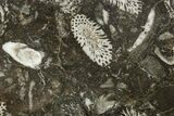 Polished Devonian Fossil Coral and Bryozoan Plate - Morocco #365155-1